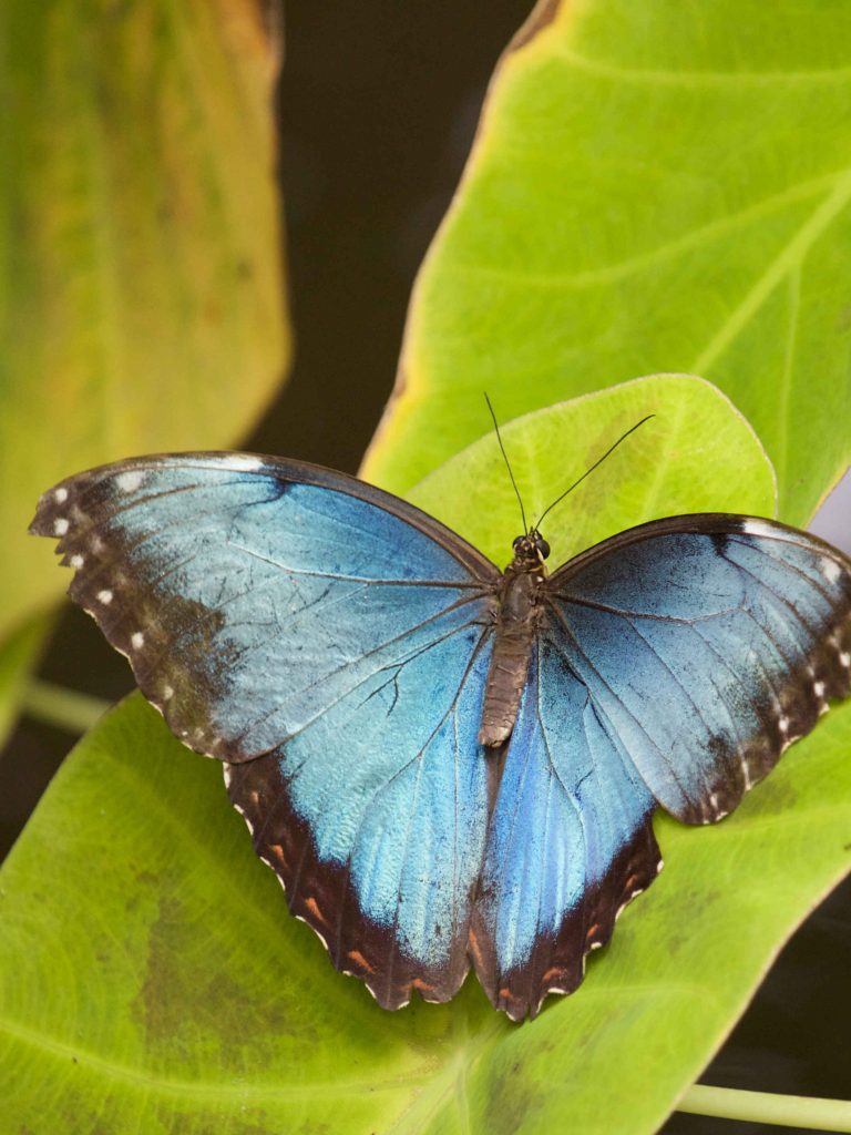 A blue butterfly